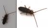 Tomocerus minor